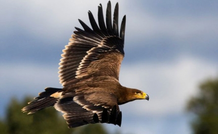 Espécies protegidas mortas por envenenamento no Alentejo