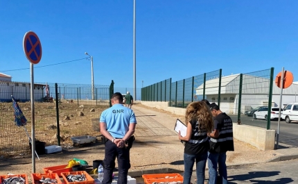 Quarteira: Apreensão de 160 quilos de pescado e bivalves por comercialização sem condições de higiene