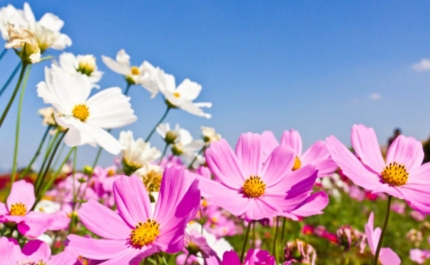 Primavera começa sábado com bom tempo e temperaturas a variar até aos 20 graus