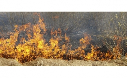 Maioria dos incêndios deste ano no Algarve ocorreram em terrenos agrícolas - Proteção Civil