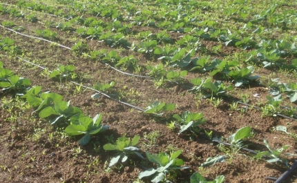 A Algar e o BACF Algarve fazem balanço positivo sobre um ano e meio do projeto - “HORTA SOLIDÁRIA” 