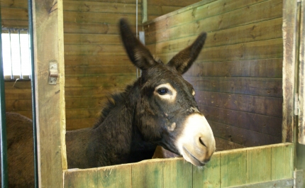 Iniciativa “Burroteca – Uma Biblioteca Improvável” marca sétimo aniversário da Biblioteca Municipal de Silves