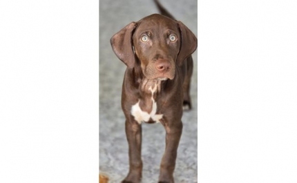 MUNICÍPIO DE SÃO BRÁS DE ALPORTEL REFORÇA APOIO A ADOÇÃO DE AMIGOS DE QUATRO PATAS 