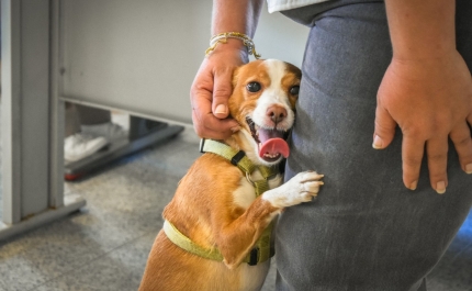 Animalife recebeu mais de 6.000 pedidos de apoio social-animal em 2025