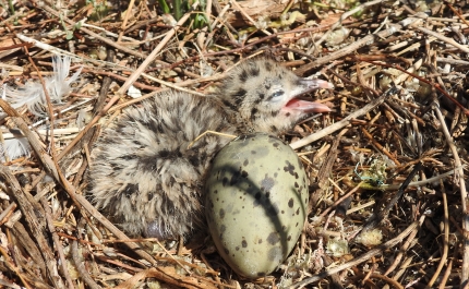 Maior colónia do mundo da gaivota-de-audouin vive na Ria Formosa e está a crescer