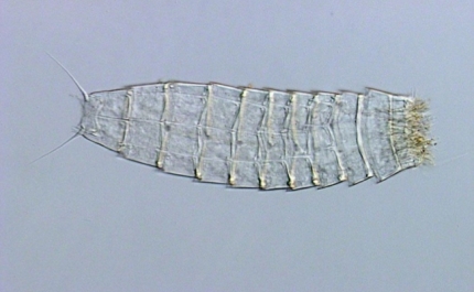 Nova espécie para a ciência identificada na costa algarvia  