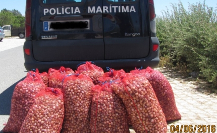 Polícia Marítima apreende cerca de 260 Kg de bivalves na Ria Formosa