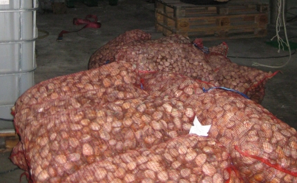 600 quilos de amêijoas e berbigões apreendidos em Quarteira