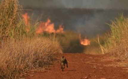 RECOLHA DE ANIMAIS  -  INCÊNDIO MONCHIQUE