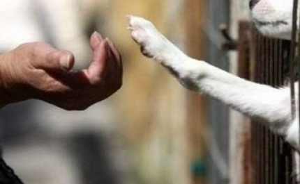 Criminalização de maus tratos a animais em discussão na Assembleia da Republica