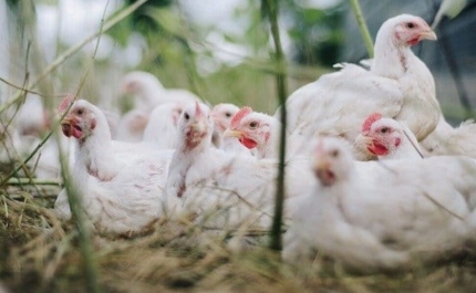 Portugal contabiliza 20 focos de infeção pela gripe das aves
