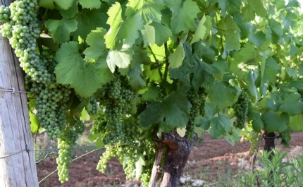 LOULÉ CRIATIVO PROPÕE WORKSHOP DE VINDIMAS NA QUINTA DA TÔR