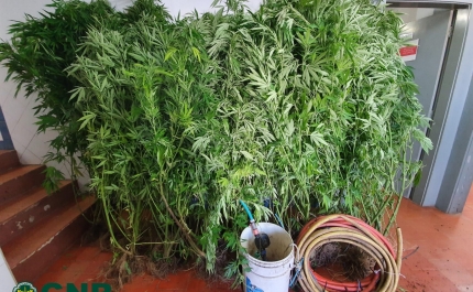 Monchique | Apreensão de plantação de cannabis (vídeo)