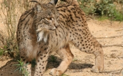 Taxa de nascimentos de linces no Vale do Guadiana é a mais alta da Península Ibérica