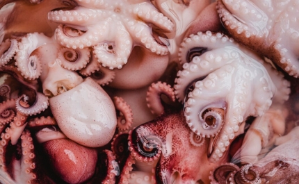 Pesca de polvo no Algarve vai ser interdita de 15 de setembro a 14 de outubro
