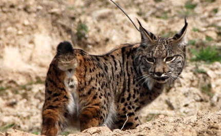 Lince Kentaro libertado no centro de Espanha regressou a Portugal