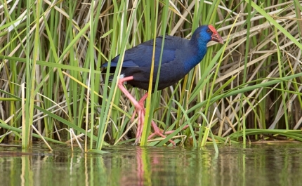 ALGARVE REFORÇA TURISMO DE NATUREZA EM ESPANHA