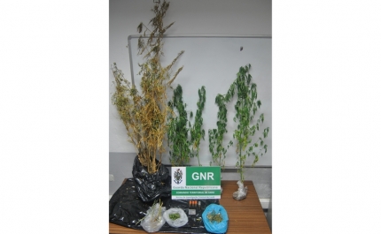 GNR de Loulé apreende plantas de cannabis