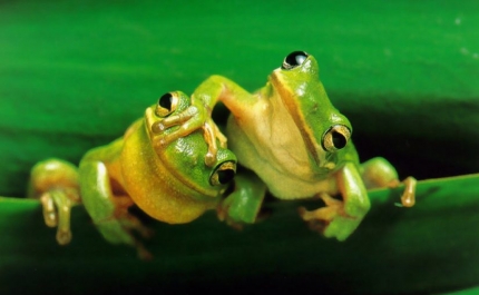 Jornadas de Anfíbios estão de volta a Loulé e o programa já está disponível