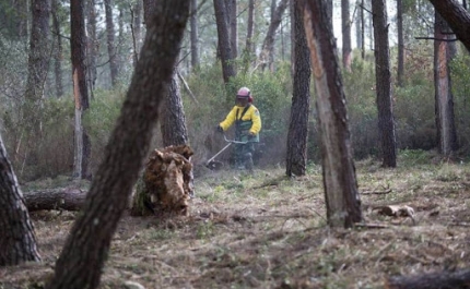 Empresas florestais temem «grandes catástrofes» após menor procura na limpeza de terrenos florestais
