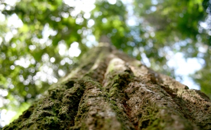  Momento de partilha com a comunidade sobre a Floresta de Monchique