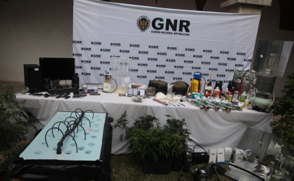 GNR de Faro apreende plantas de canábis