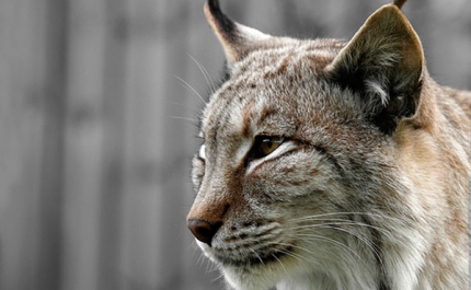 Mais dois linces ibéricos iniciam adaptação à natureza em Mértola
