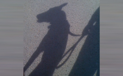 Faro: Mulher em coma após ser atacada pelos três cães