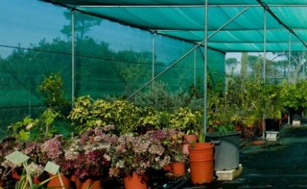Horto da UALG vende hastes florais de orquídeas