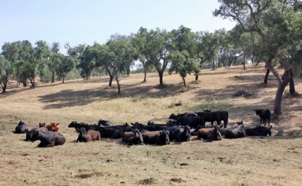 Seca no Baixo Alentejo e no Sotavento Algarvio preocupa agricultores