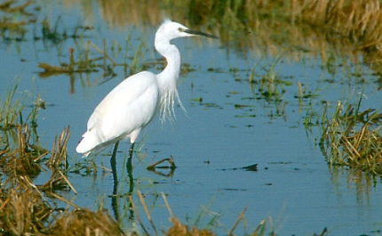 ÚLTIMA HORA | Detetado caso de gripe aviária em garça-real no Algarve