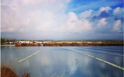 Revista Internacional Marine Genomics publica novos estudos sobre espécies de bivalves, que contam com colaboração de investigadora da CCMAR