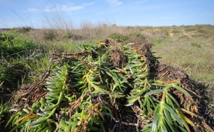 Portimão assinalou Dia Mundial das Zonas Húmidas com ações ambientais em Alvor