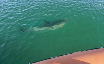 Autoridade Marítima Nacional resgata golfinho na ria de Alvor em Portimão