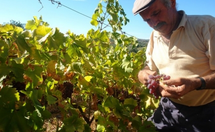 Passeio «Vinha e Vinho» assinala Jornadas Europeias do Património