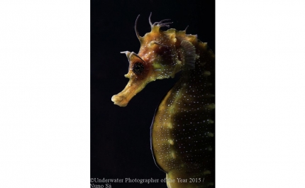 Cavalos marinhos dão prémio de melhor fotógrafo subaquático 2015 a Nuno Sá