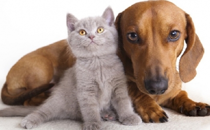 Animal Rescue Algarve e MAR Shopping celebram juntos o Dia Mundial do Animal