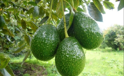 Microclima e aumento da procura fazem produção de abacate disparar no Algarve