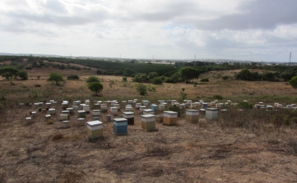 Apreendidas colmeias furtadas