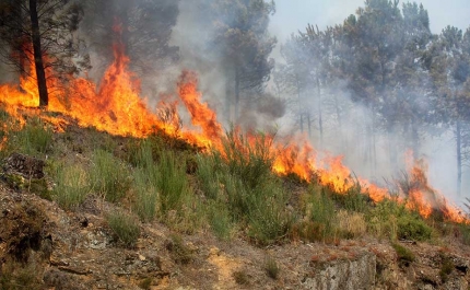 Incêndios: Área ardida diminuiu mais de metade até 30 de junho