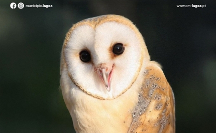 À Mesa com as Tytos