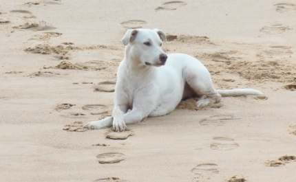 Petição online quer praia canina no Algarve