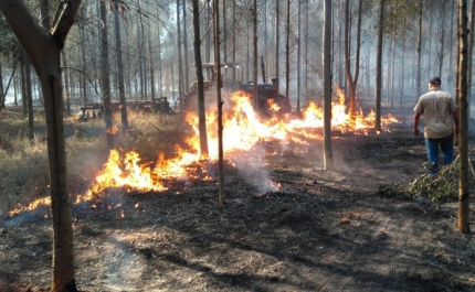 Incêndios/Algarve: Moradores de Castro Marim revoltados por falta de apoio no combate
