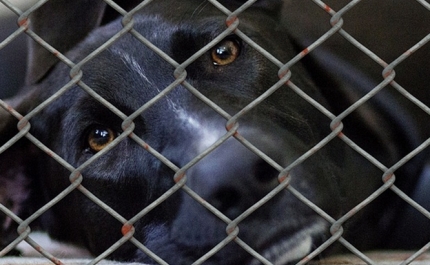 PAN visita o contestado Canil Municipal de Loulé