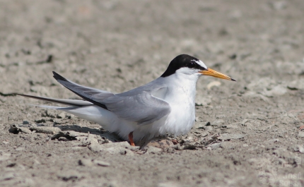 Especialistas mostram as aves em Faro e na Culatra