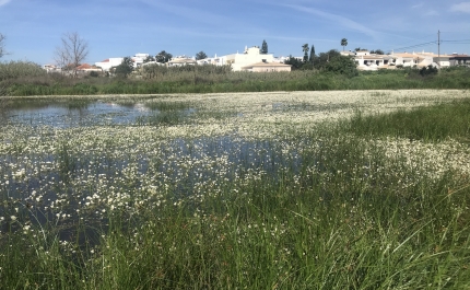 Alagoas Brancas: futuro de zona húmida de Lagoa discutido em sessão participativa 