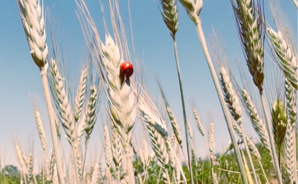 «Às Sextas no IPDJ»: Inauguração da Exposição «Entre Tanto» e Documentário: «Há Espiga?!»