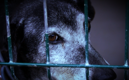 Documentário Des-Abrigo questiona o tema do bem-estar animal 