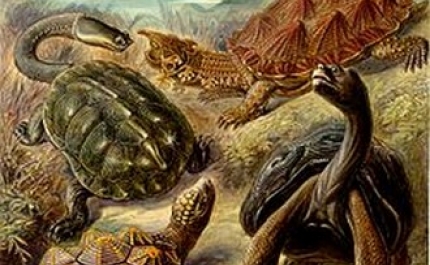 Tartaruga Quinas devolvida ao mar algarvio com honras militares