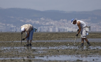Proíbida apanha de bivalves em diversas zonas da costa portuguesa